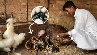 Turkey Hatching Peacock And Chicken Eggs - Murgi Hatching Eggs Breeding Farm- Hsn Entertainment