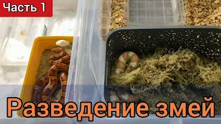 Разведение маисовых полозов. Часть 1: Вывод из зимовки и период откорма