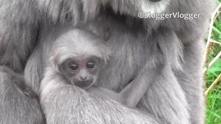 Baby Gibbons Are Ridiculously Cute