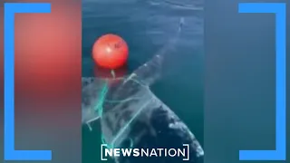 Tangled whale cut free from buoy ropes | NewsNation
