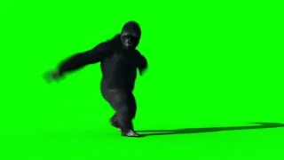 Gorilla dancing on green screen| chroma key