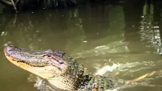 New Orleans Swamp Tours