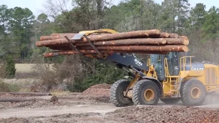 How a Tree Becomes a Utility Pole