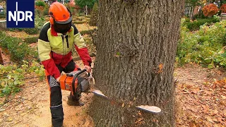Herbststress für die Holzprofis  | Die Nordreportage | NDR Doku
