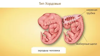 2. Место человека в систематике. ЕГЭ Биология / 8 класс #егэ #биология #систематика