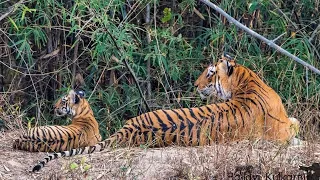 Choti Tara With Cubs 😍|Tadoba National Park| #bbcearth #natgeowild  #tadoba