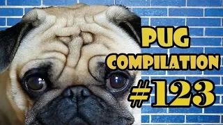 NEW ! Pug Compilation 123 - Funny Dogs but only Pug Videos | Instapugs