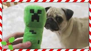 PUGS VS CREEPER!! | Vlogmas