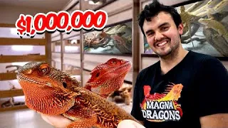 Million Dollar Bearded Dragon Facility