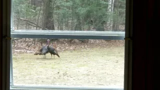 Wild Turkeys Mating Dance