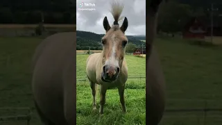 Cute and Funny Horse Tik Tok compilation🐎❤