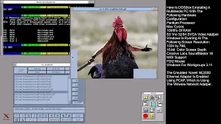 Hummingbird Exceed Server On Windows 3.1 (DOSBox-X)