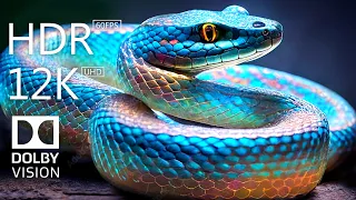 Dangerous Wild Animals Collection in 12K HDR 60FPS Dolby Vision | Ultra HD Wildlife Footage