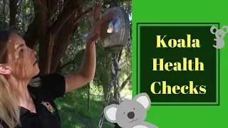 Koala Health Checks