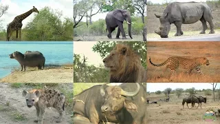 African Animals for Children with pronunciation (and videos)