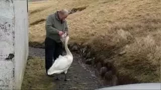 Gamli Maðurin og Svanurin (The Old Man and The Swan)