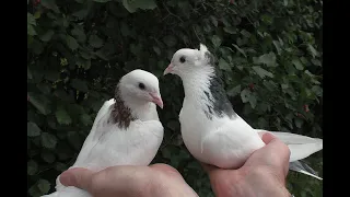 ВПЕРВЫЕ НА КАНАЛЕ !!!  ГАРЕАВИЗИ !!  Armenian Pigeons  Шейки редких мастей !!!