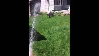 Puppy playing in water