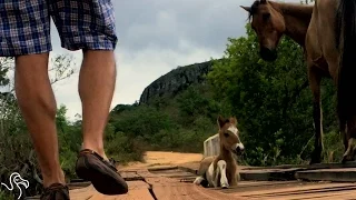 Man Helps Mother Horse Get Her Trapped Baby Safe | The Dodo