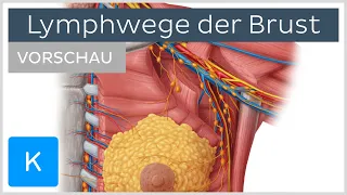 Lymphabfluss der Brust: Quadranten & Lymphknoten (Vorschau) | Kenhub