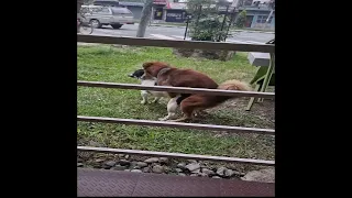 Crazy! Big dog try mating tiny dog - Funny dog mating