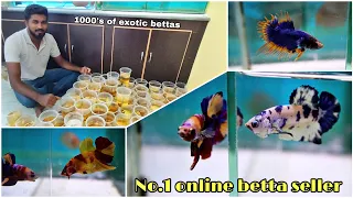 1000+ unique betta fishes in one place | rebel pets | thiruchendur