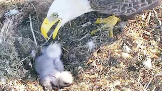 Bald Eagle Parents Welcome Second Eaglet