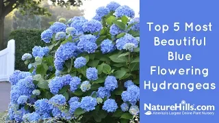 Top 5 Most Beautiful Blue Flowering Hydrangeas | NatureHills.com