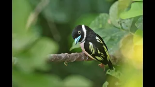 BORNEO: Broadbills & Bristleheads video trip report by Charley Hesse