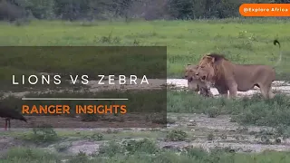 LIONS TAKE DOWN ZEBRA FOAL | Ranger Insights