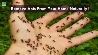 4 Genius Ways to Get Rid of ANTS! | Home Remedies