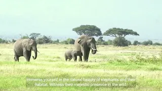 Elephants 101 | Nat Geo Wild Vibes