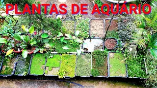 Cultivo de plantas para aquário  com valores .