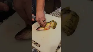How to plow through perch quickly with electric filet knife