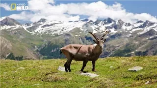 National Geographic - Italian Wildlife  - New Documentary HD 2018