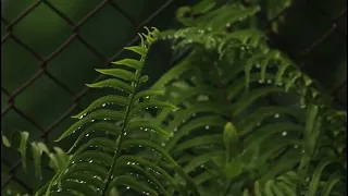 Rain ASMR. Rainy trees and grasses. Rainy sound. Nature sound. Undisturbed sound of sleep.