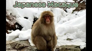 Japanese Macaque (Snow Monkey)