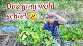 Misserfolge im Garten: Rettich schießt in Samen 🙄🥦