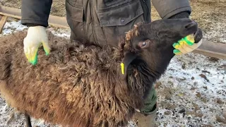 Экстерьер и отличительные признаки овец Эдильбаевской породы