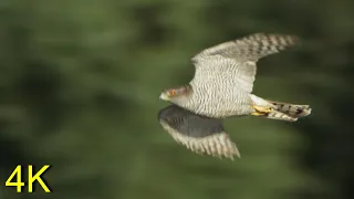 Habicht: Im Flug/ beim Jagen --- Goshawk: In Flight/ while Hunting