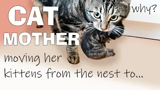 Mother Cat Suddenly Moving Baby Kittens From The Nest - Why?