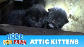 Tiny kittens born in an attic -their mom was watching closely as we pulled them one-by-one. #kitten