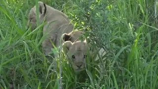 SafariLive Jan 20 - Very cute Sausage tree pride lion cubs!