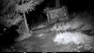 3 Fox Meet a Raccoon.