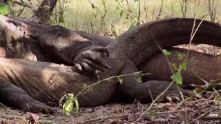 Big Five Asien   Der Komodowaran   Doku 2016 NEU in HD 720p 30fps H264 192kbit AAC