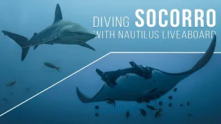 Diving SOCORRO in 4K Nautilus Liveaboard