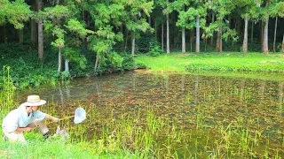 美しすぎる池でガサガサしたら「激レア生物」と「居てはいけない生物」を捕獲しました！！