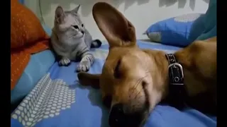 🐱 gato se enfada con el pedo del perro 🐶, el final te sorprenderá... 😂