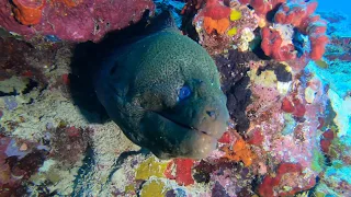 Diving Reefs and Wrecks - Jeddah - June 2019