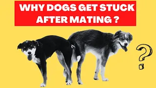 Why Dogs Get Stuck After Mating - Dogs Mating Explained